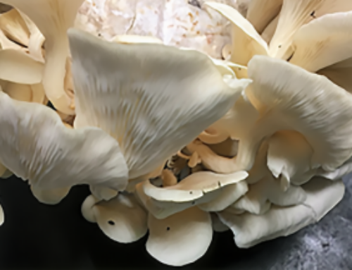 pg电子下载’s CAAS Cultivates Specialty Mushroom Production for Mississippi Farmers, Woodland Owners